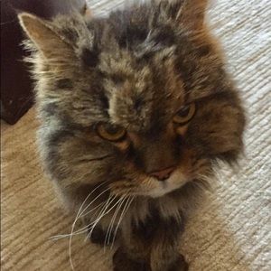 Meet your Posher, Grace